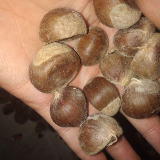 费县临沂板栗 统货 特选 