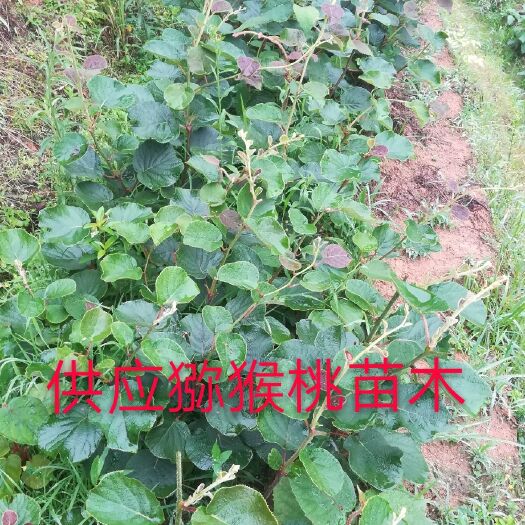 炎陵县翠玉猕猴桃苗 嫁接苗 