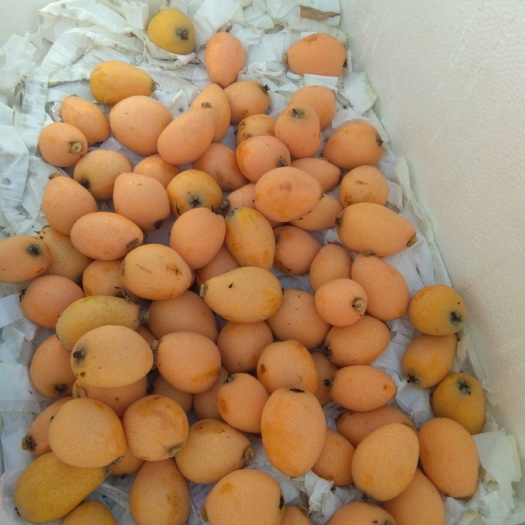 德昌县早钟六号枇杷 0.7 - 1两 