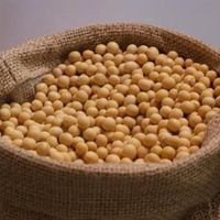 密山市东北黑龙江大豆 生大豆 2等品 
