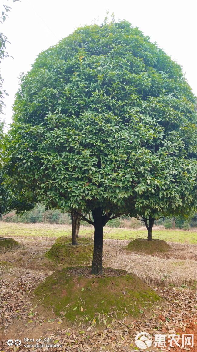 桂花树，高杆金桂大量出售