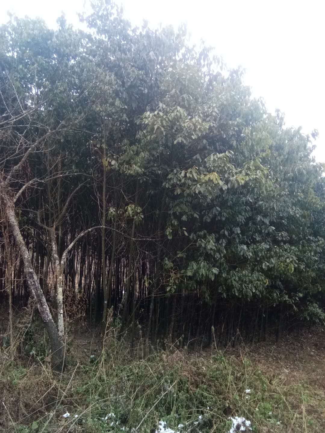 大叶樟 