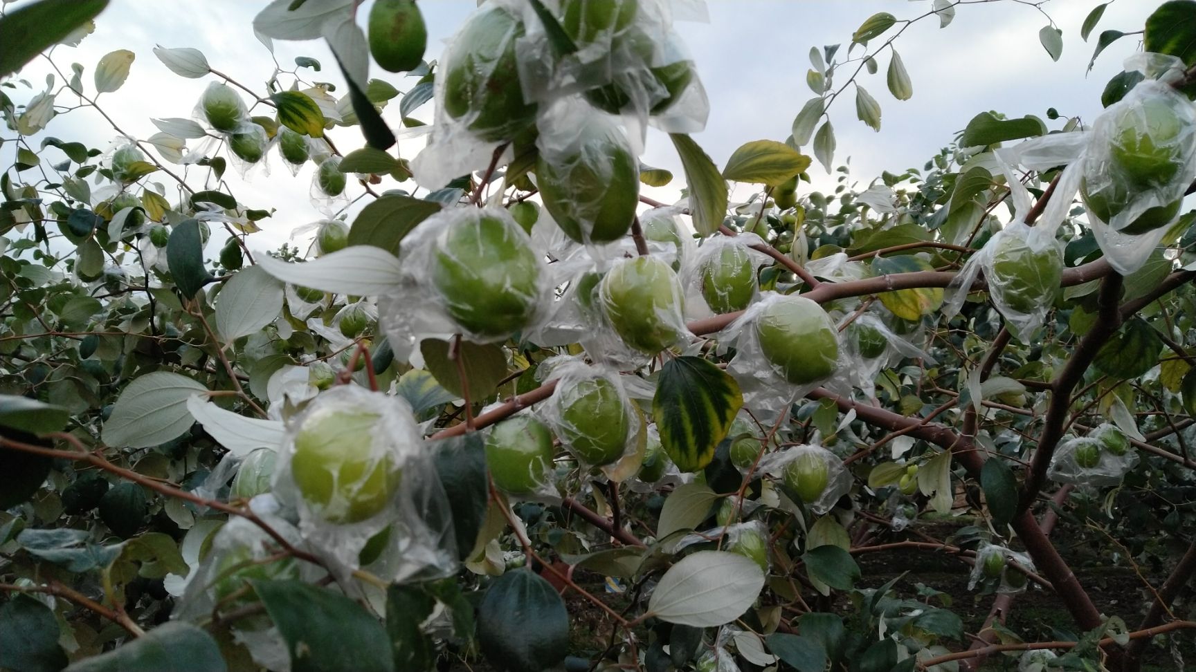 大青棗苗  一雪蜜蘋果棗