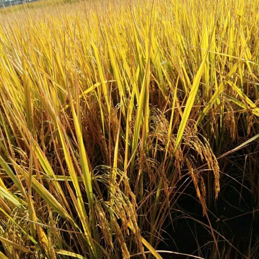 宾川县云南软米 一等品 晚稻 粳米 