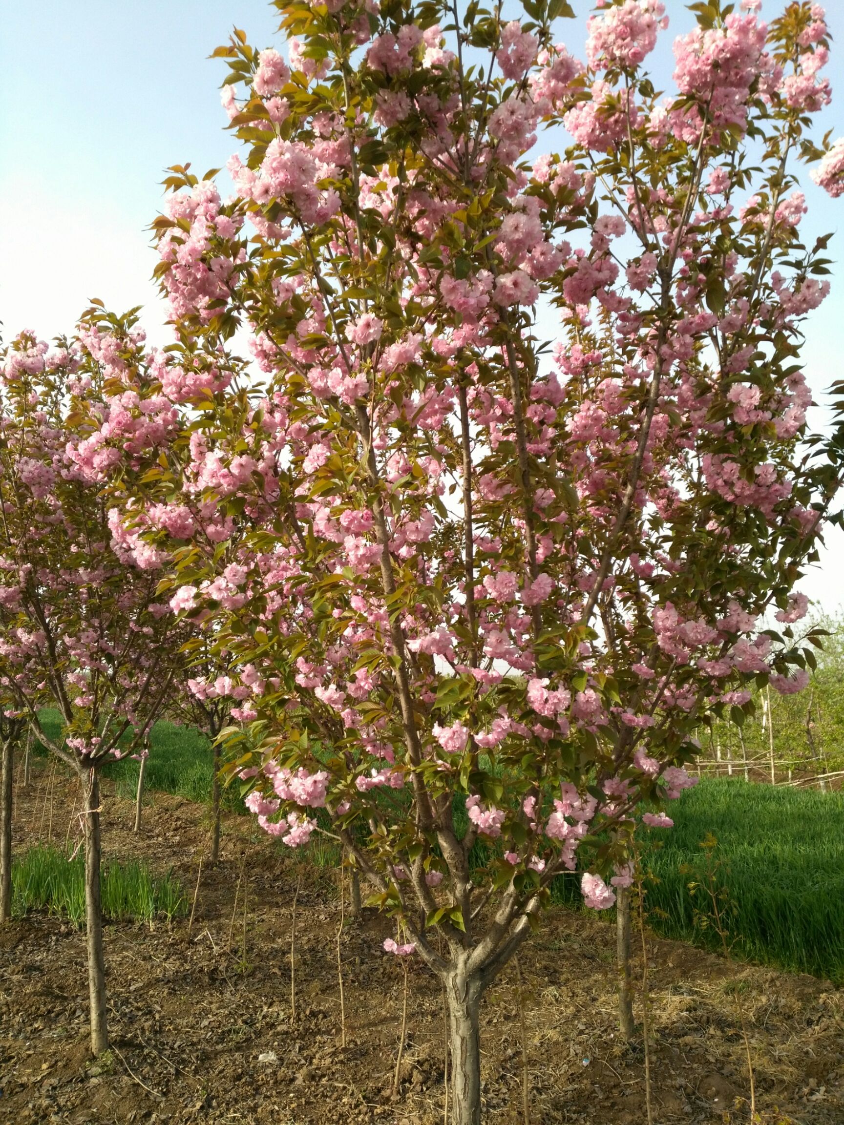 供应大厅  苗木花草  樱花 商品属性 品种名:晚樱 品种名:晚樱 高度