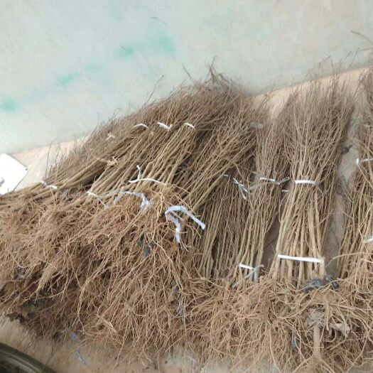 荥阳市河阴软籽石榴树苗 