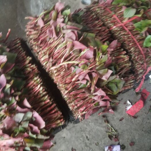 彭州市白茎鱼腥草 