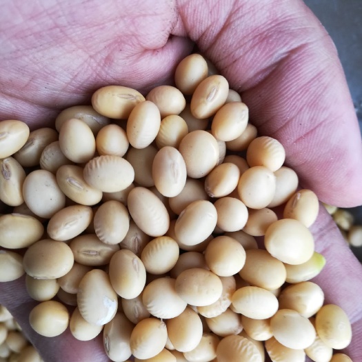 泰兴市皖豆15 生大豆 2等品