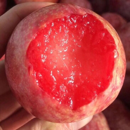 泰安蜂糖李树苗 