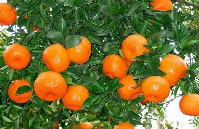 椪柑 6 - 6.5cm 2 - 3两 