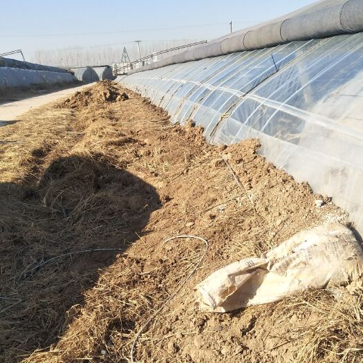 鸡泽县水浇地 出租 5年以下 50~100亩 