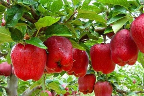 平邑县蛇果苹果苗 1~1.5米 