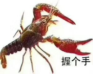 北京红壳小龙虾 4-6钱 人工养殖 