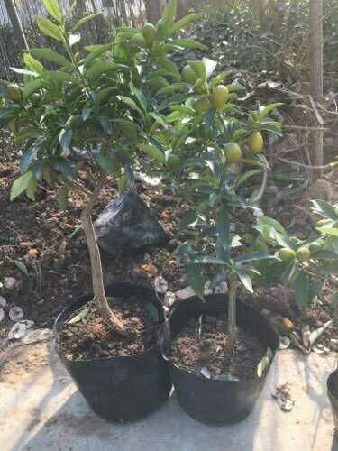 灵山县脆皮金桔苗  杯苗