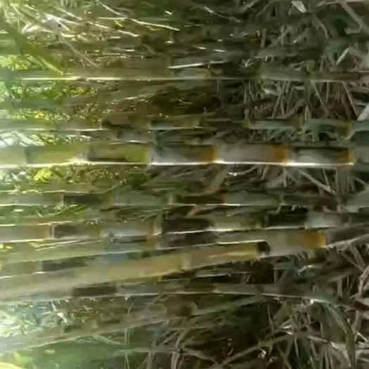 溆浦县甘蔗原汁红糖 