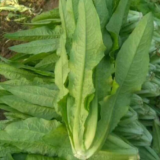 邯郸美冠油麦菜 25~30cm 