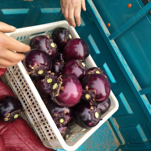 莘县紫光圆茄 15cm以下 圆茄