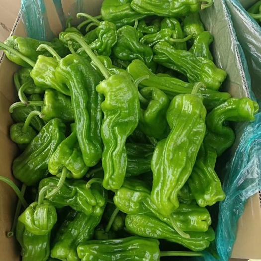 精品薄皮芜湖椒，质量保证。产地直销，大量上市，大量有货。