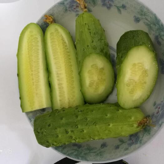 滦州市带刺黄瓜 18cm以下 干花带刺 