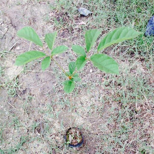 佛山多花黄花风铃木  风铃木袋苗