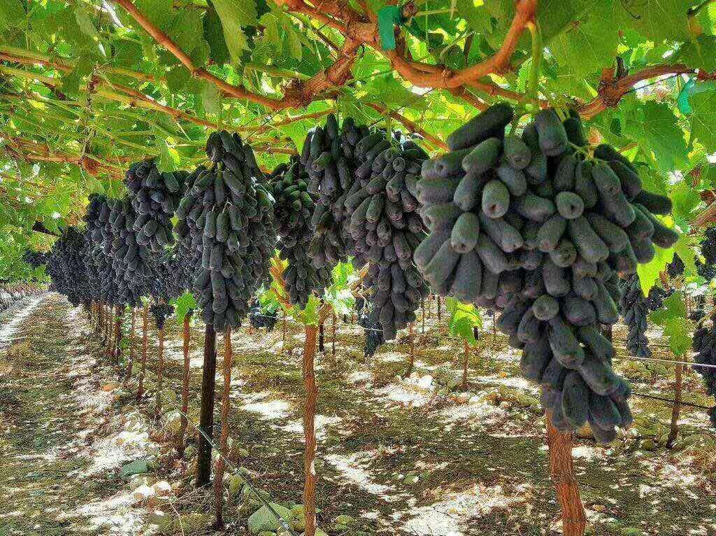 甜蜜蓝宝石葡萄 1.5- 2斤 5%以下 1次果  甜蜜蓝宝石葡萄 1.5- 2斤 5%以下 1次果