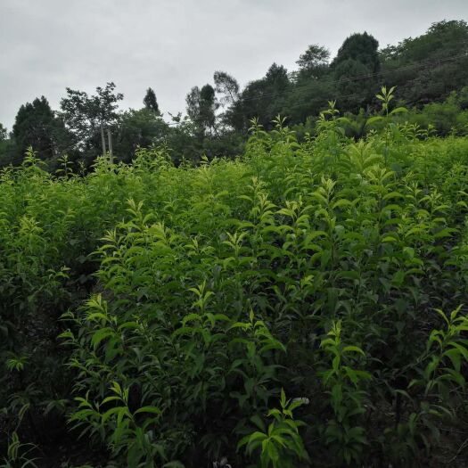 简阳市蜂糖李树苗  成活率高，根系好