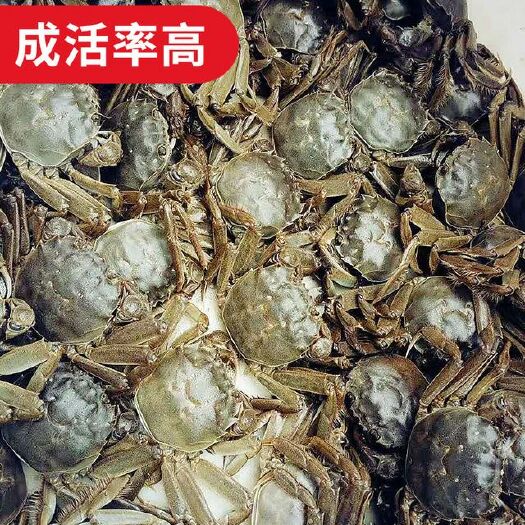 太仓市大闸蟹苗 
