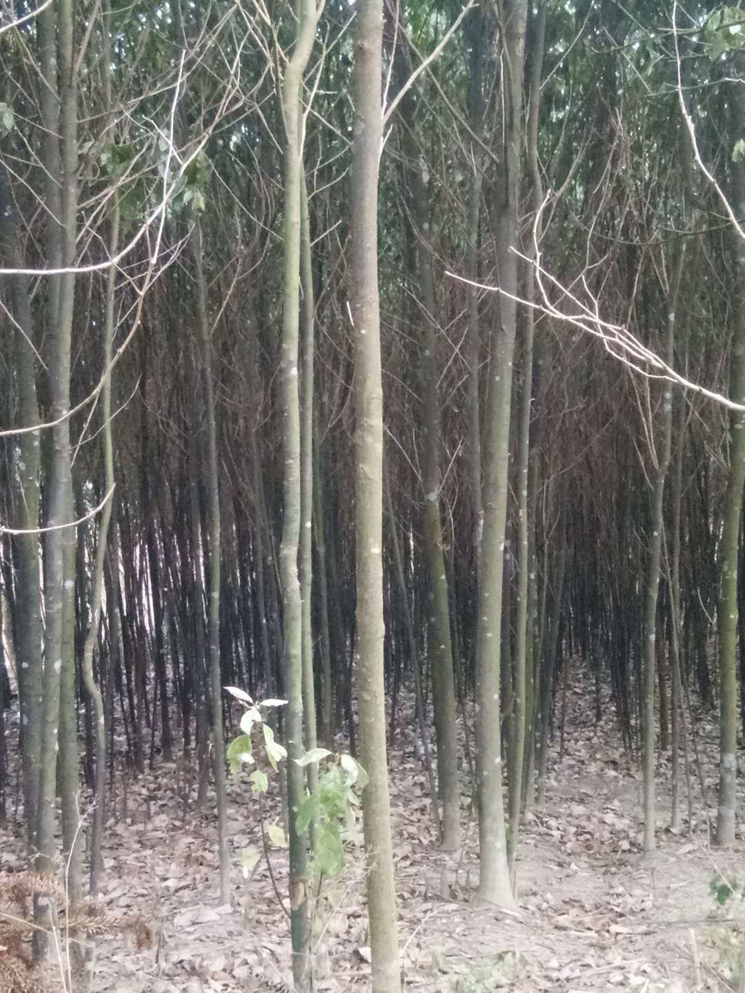 大叶樟 
