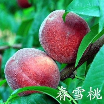 平邑县嫁接桃树苗 1~1.5米 