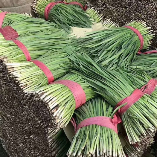 乐亭县大叶韭菜 头茬 20~30cm 