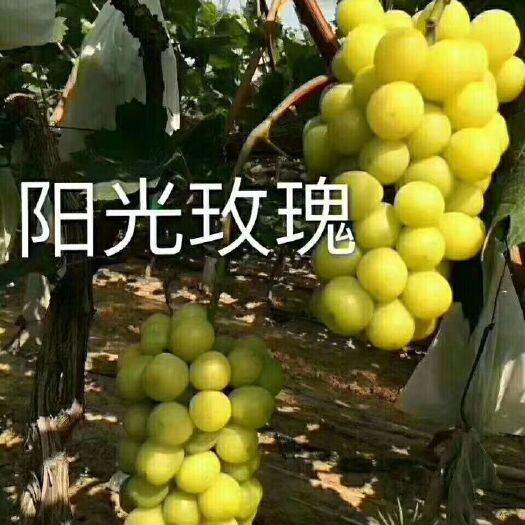 凌海市阳光玫瑰葡萄苗 