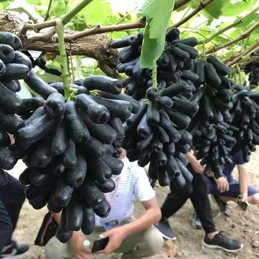 平邑县蓝宝石葡萄苗 包品种 包成活