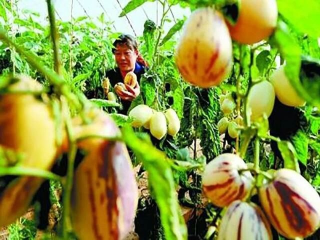 清泉人参果2-3两以上，人生果很甜，很脆皮薄肉多，甘肃玉门