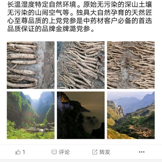 平顺县潞党参 