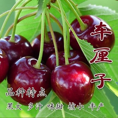 平邑县黑珍珠苗 车厘子，黑珍珠樱桃嫁接苗 美早樱桃 乌克兰大樱桃特