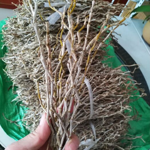 百色铁皮石斛