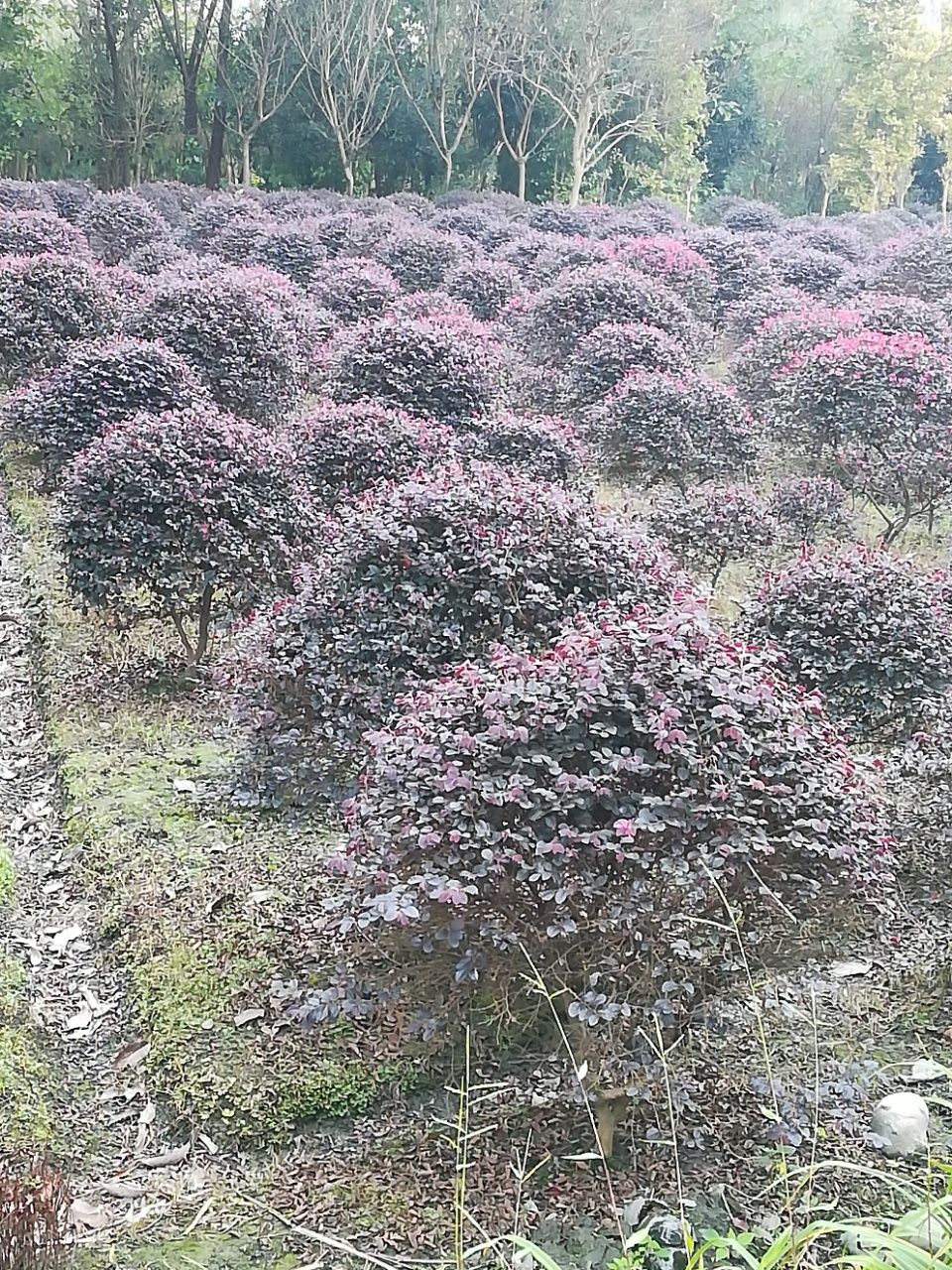 黑珍珠红继木 