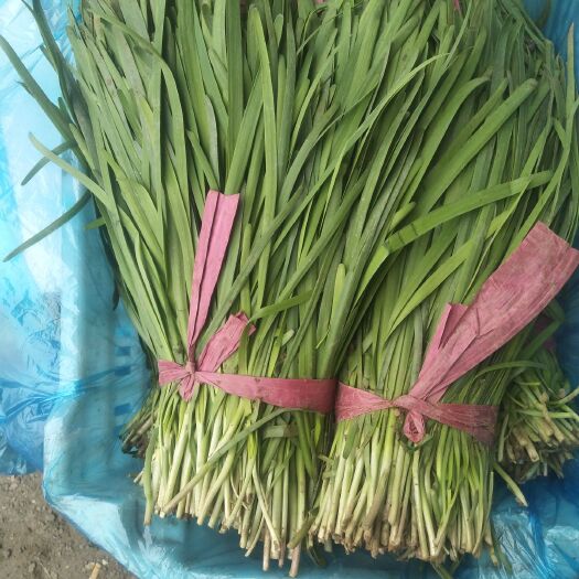 莘县大叶韭菜 头茬 35~40cm 