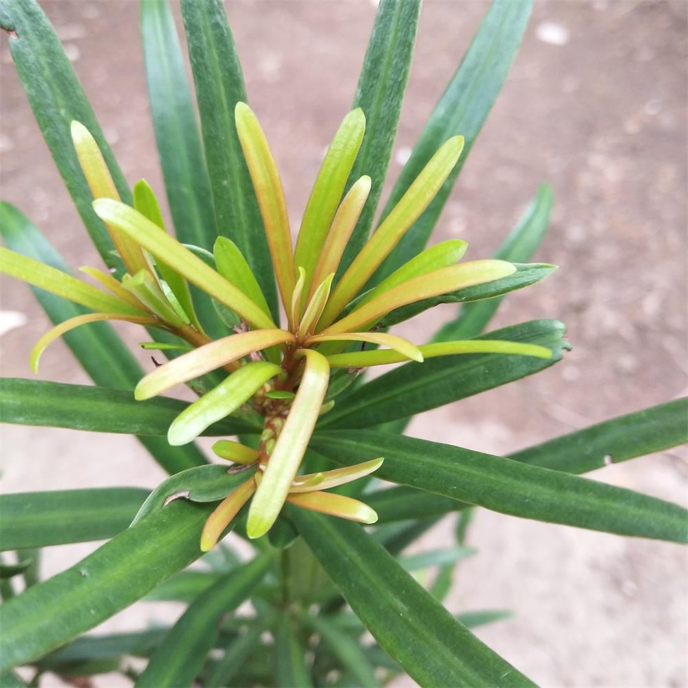 海岛罗汉松 室内盆栽植物