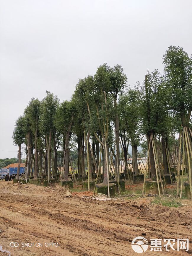  骨架香樟全冠香樟