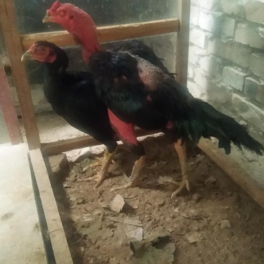通许县斗鸡苗 