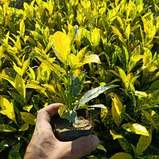 东莞市洒金变叶木 0.2米以下 