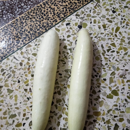 大白黄瓜 15~25cm