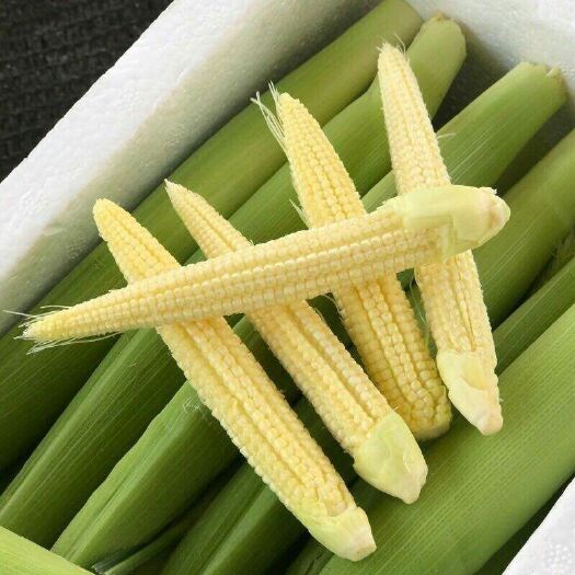 徐闻县玉米笋 去壳 甜