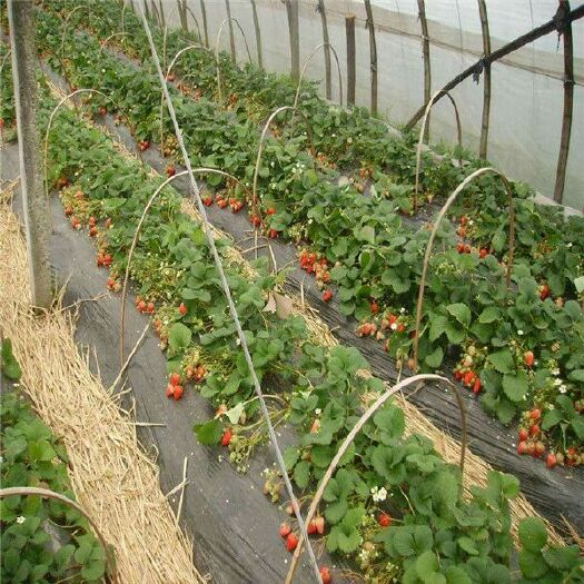 平邑县奶油草莓苗 地栽苗 10~20公分 