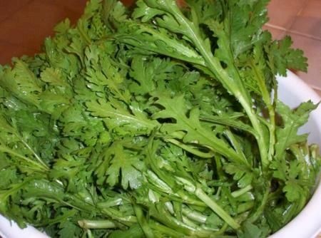唐山小叶茼蒿 35~40cm 