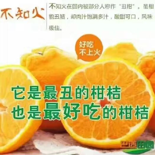 资中县不知火 7.5 - 8cm 4两以上 