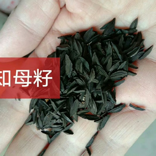 安国市知母