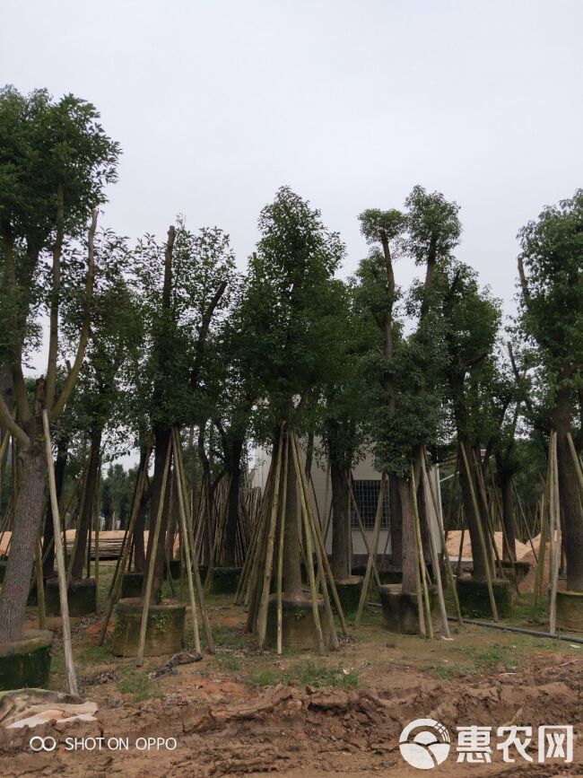  骨架香樟全冠香樟