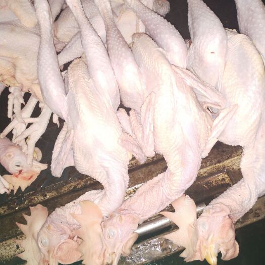 丰县白条鸡 新鲜 